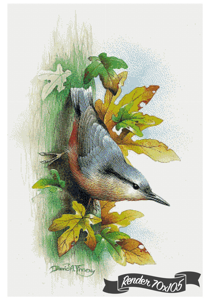 Autumn Nuthatch ©David Finney