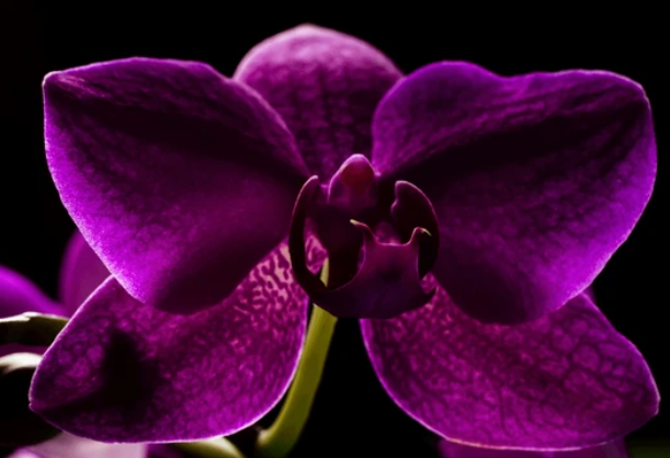 Diamond Painting Putty - Dark Orchid Scented