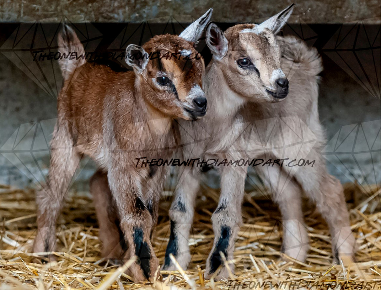 Baby Goats