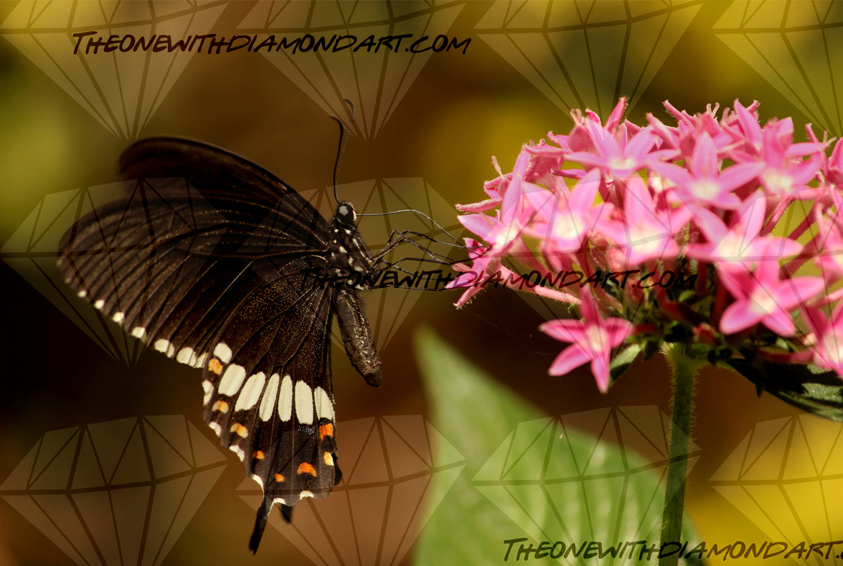 Butterfly Perched On A Wildflower