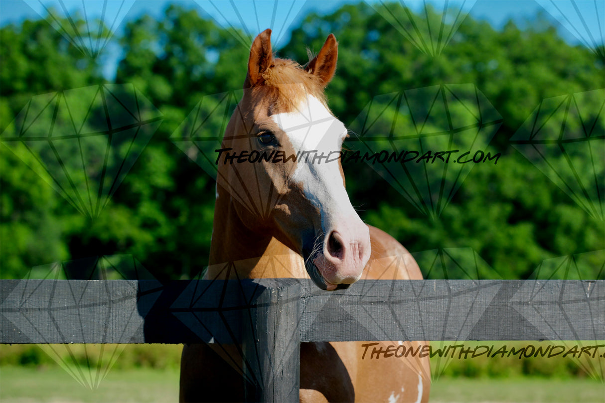 Over The Fence