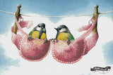 A Pair Of Great Tits ©David Finney