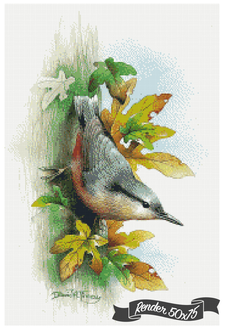 Autumn Nuthatch ©David Finney