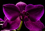 Diamond Painting Putty - Dark Orchid Scented