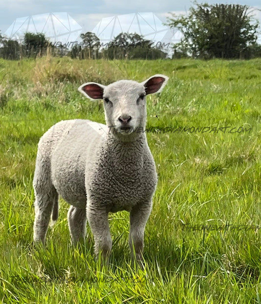 In The Field ©Jigsaw Photography