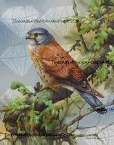 OaKestrel ©David Finney