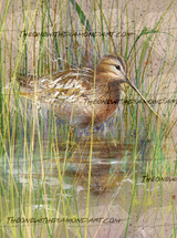 Snipe ©David Finney