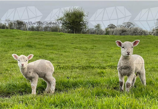 Spring Lambs ©Jigsaw Photography