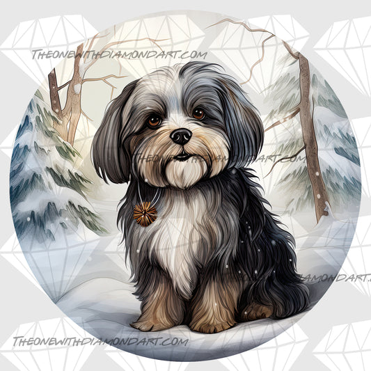 Christmas Havanese