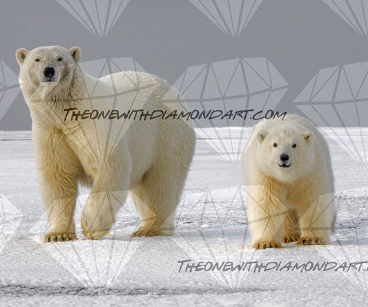 Polar Bears