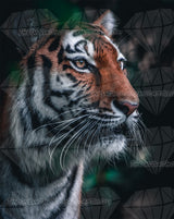 Gazing Beauty