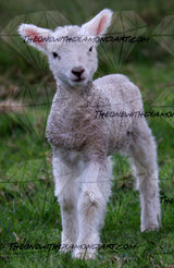 Little Lamb