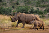 Rhinos