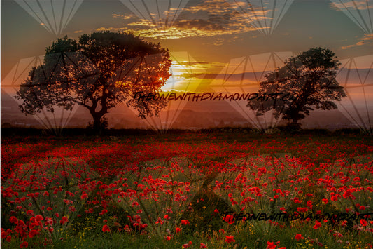 The Poppy Field