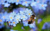 Don't Forget Bee