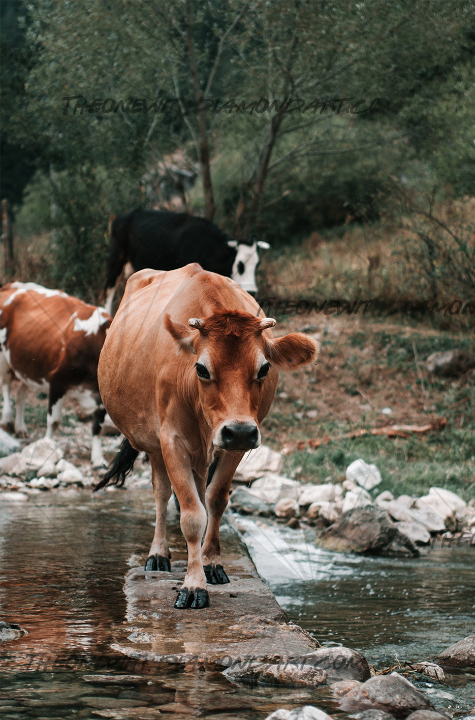 Cow Crossing