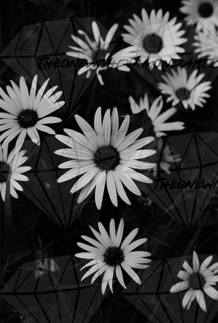 Black And White Daisies