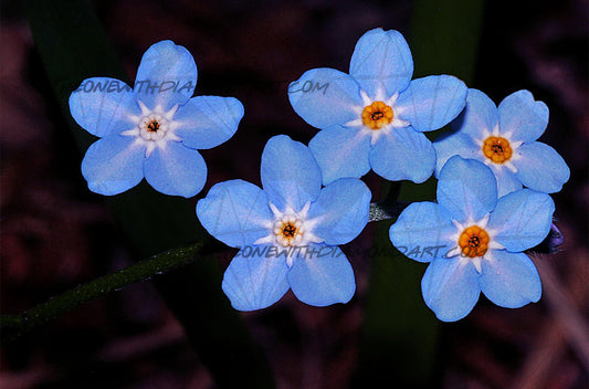 Forget-Me-Not