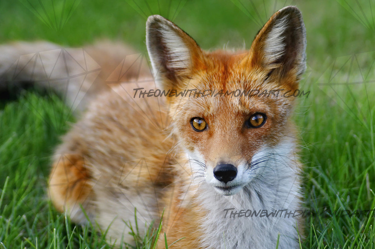 Relaxed Fox