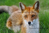 Relaxed Fox
