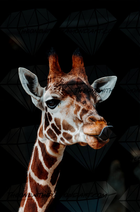 Giraffe With Tongue