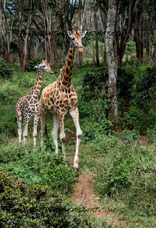 Giraffe Path