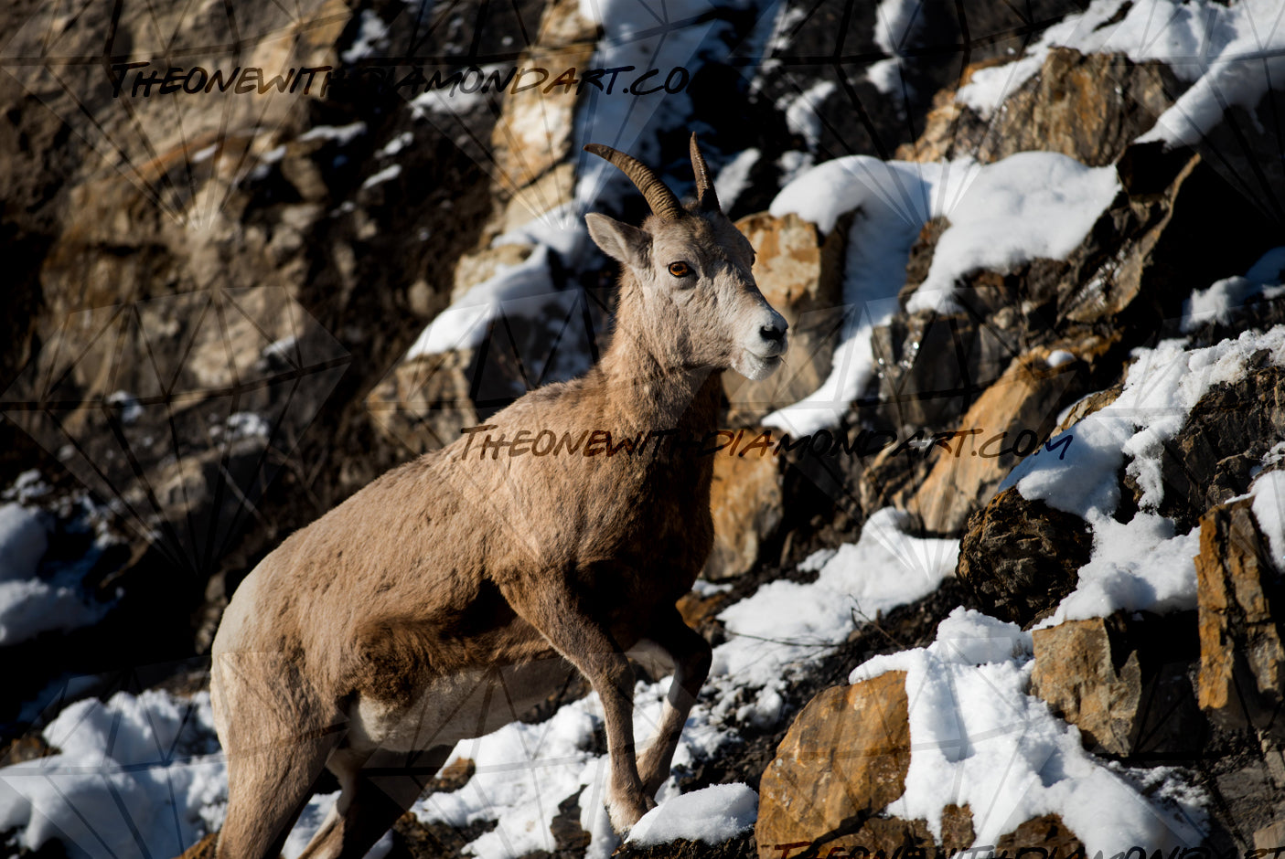 Mountain Goat