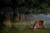 Grazing Deer