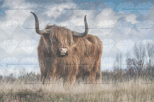 Highland Cow