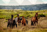 Horse Field