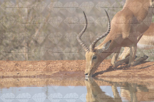 Impala Drinking