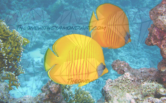 Lemon Butterfly Fish