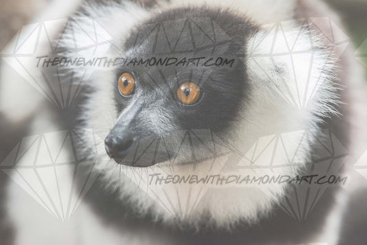 Ruffed Lemur