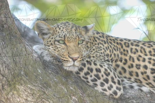 Peaceful Leopard