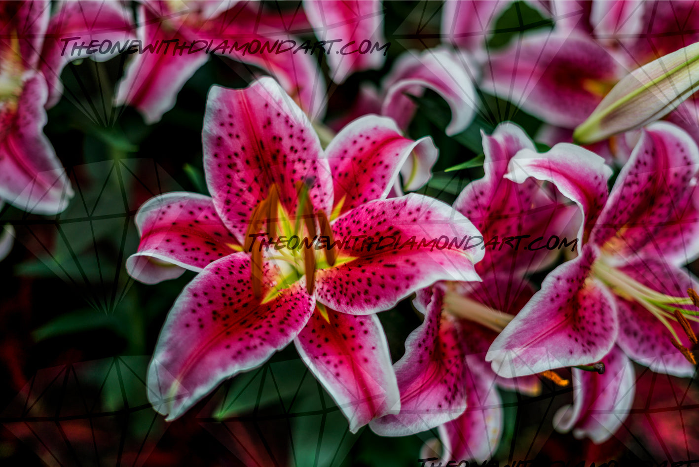 Pink Lillies In Bloom