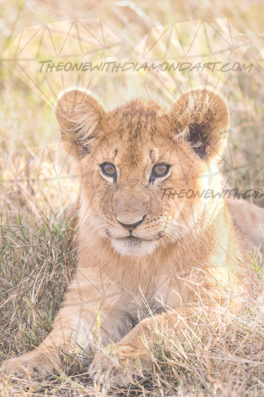 Lion Cub