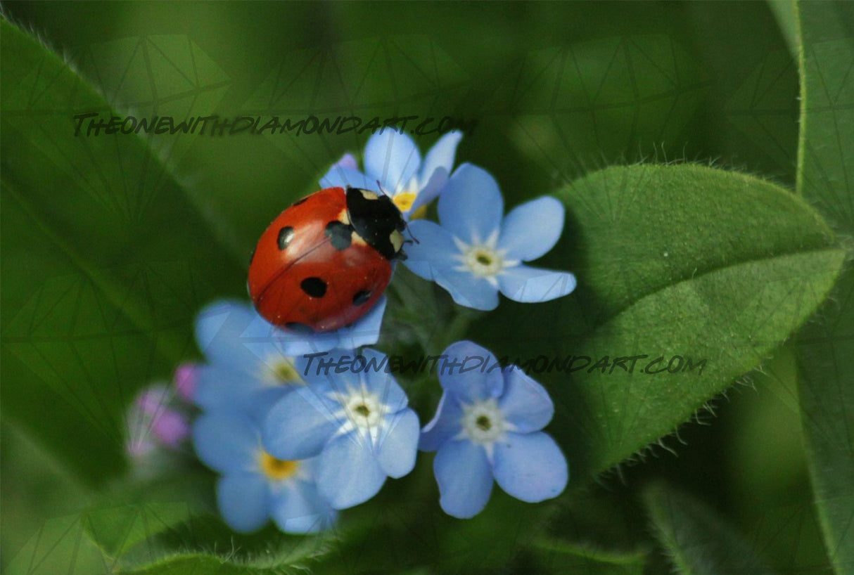 Little Ladybird