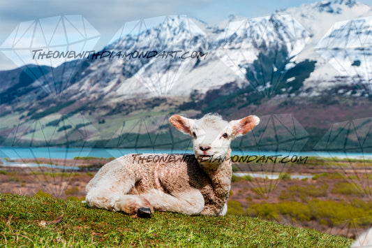 Mountain Lamb