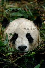 Panda Peek
