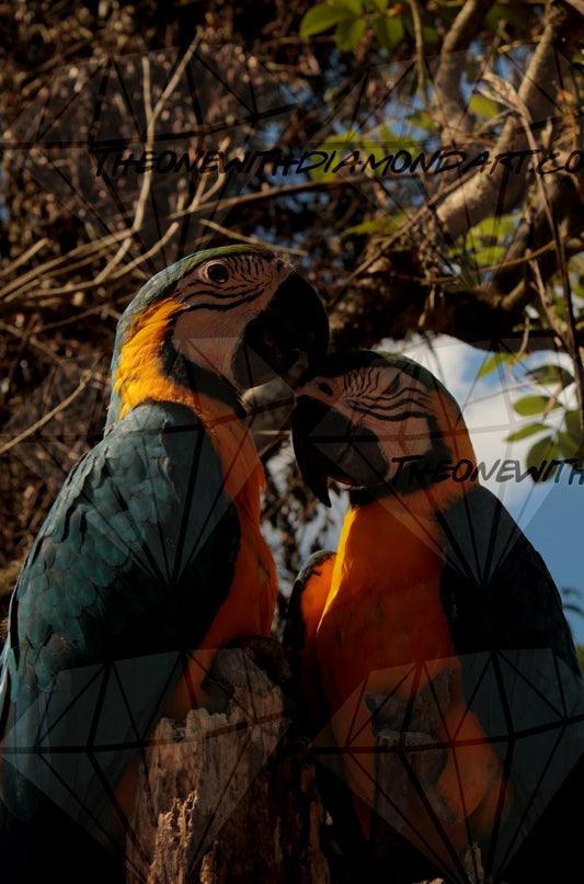 Parrot Couple