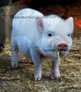 Piglet