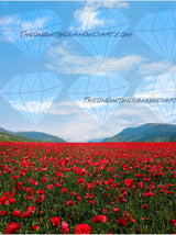 Poppies In Bloom