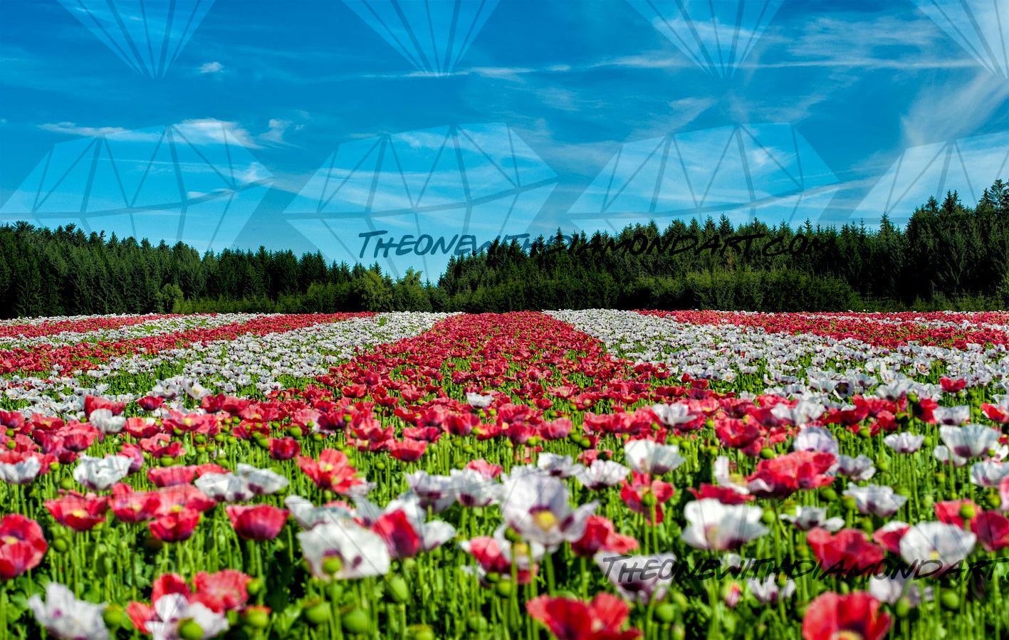 Striped Poppy Field