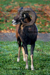 Majestic Ram