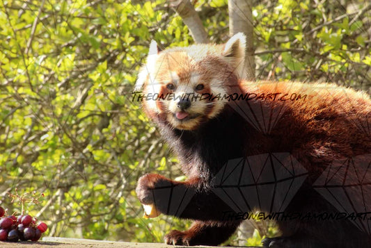 Dinnertime For Red Panda