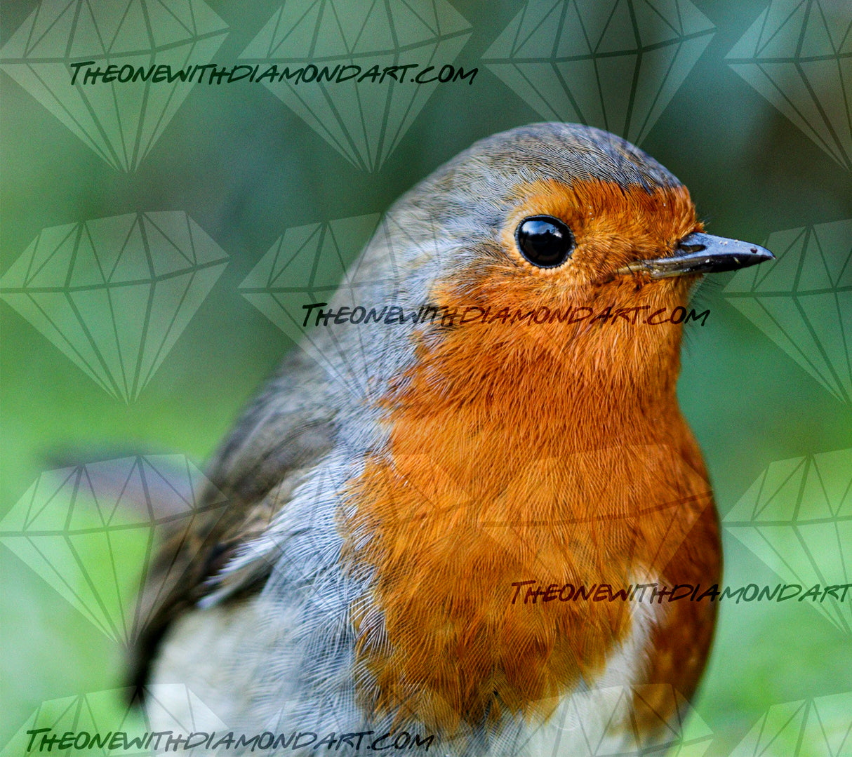 Robin