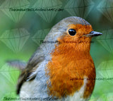 Robin