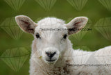 Hello Sheep