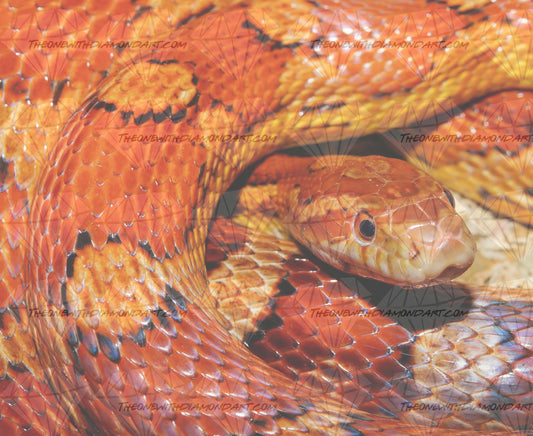 Corn Snake