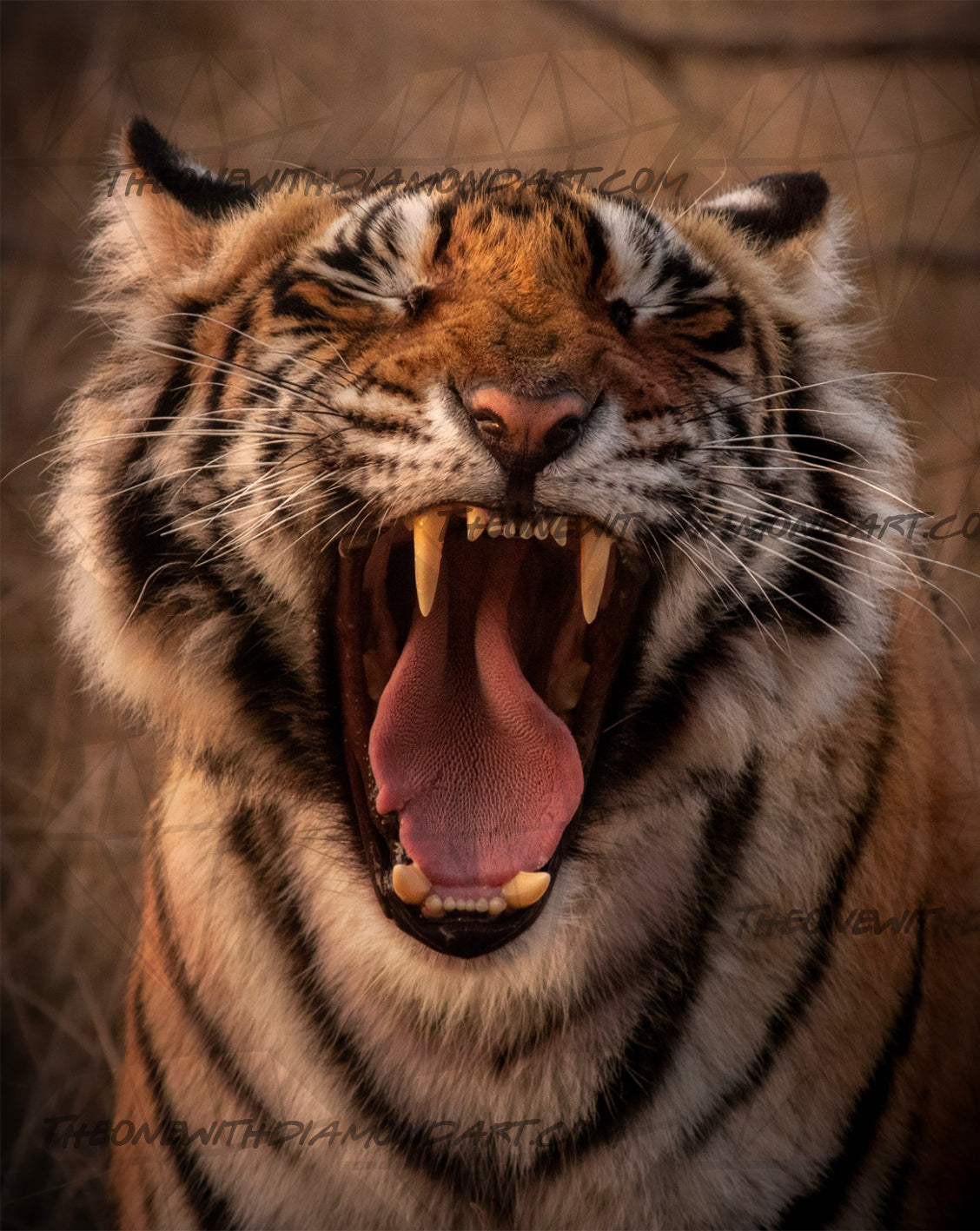 Tiger Yawn